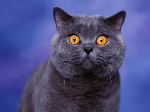 1600猫咪写真 第三辑_9