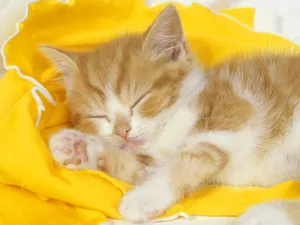 1600猫咪写真 第三辑_11