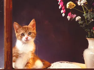 1600猫咪写真 第三辑_13