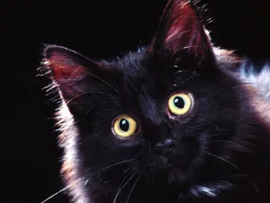 1600猫咪写真 第三辑_14