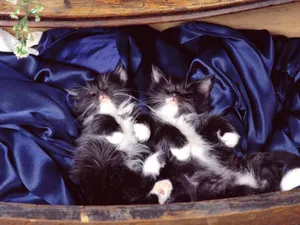 1600猫咪写真 第三辑_15
