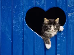 1600猫咪写真 第三辑_17