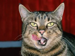 1600猫咪写真 第三辑_18