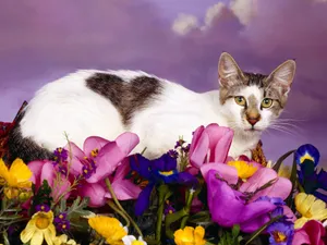 1600猫咪写真 第二辑_2