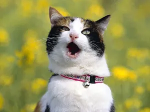 1600猫咪写真 第二辑_4