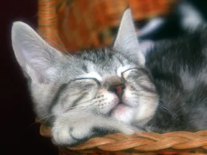 1600猫咪写真 第二辑_5