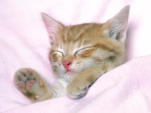 1600猫咪写真 第二辑_6