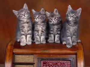 1600猫咪写真 第二辑_7