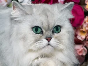 1600猫咪写真 第二辑_8