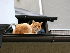1600猫咪写真 第二辑_9