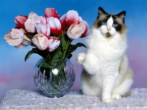 1600猫咪写真 第二辑_13