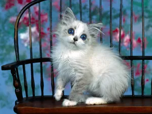 1600猫咪写真 第二辑_14