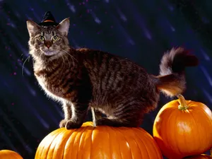 1600猫咪写真 第二辑_15