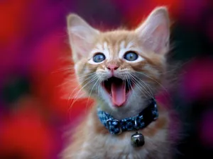 1600猫咪写真 第二辑_18