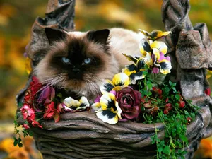 1600猫咪写真 第一辑第1张
