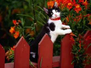 1600猫咪写真 第一辑_2
