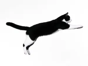 1600猫咪写真 第一辑_4