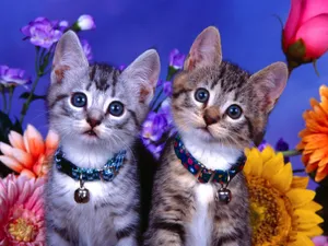 1600猫咪写真 第一辑_6