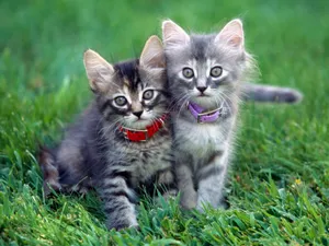1600猫咪写真 第一辑_8