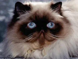 1600猫咪写真 第一辑_9