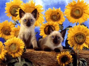 1600猫咪写真 第一辑_11