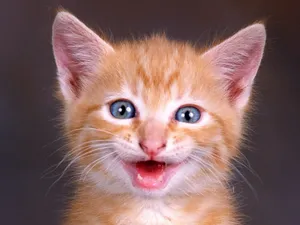 1600猫咪写真 第一辑_13
