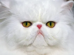1600猫咪写真 第一辑_15
