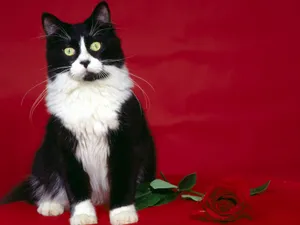1600猫咪写真 第一辑_16