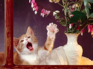 1600猫咪写真 第一辑_17