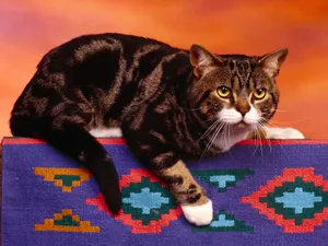 1600猫咪写真 第一辑_19