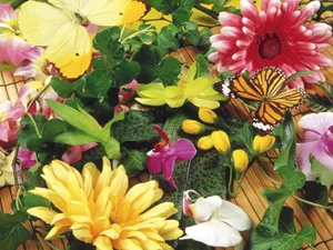 蝶恋花 第一辑