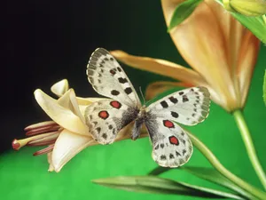 蝶恋花 第一辑_3