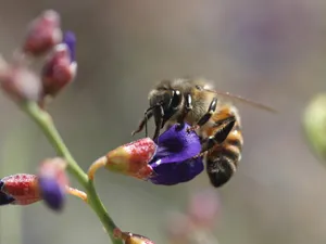 蜜蜂特写 第一辑_14