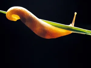 昆虫特写 第四辑_12