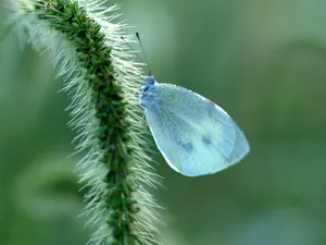 昆虫特写 第一辑_8