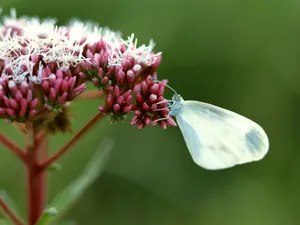 昆虫特写 第一辑_12