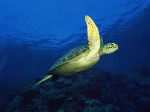 海底世界 第十辑_2