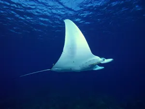 海底世界 第十辑_3
