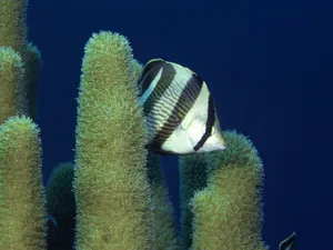 海底世界 第十辑_5