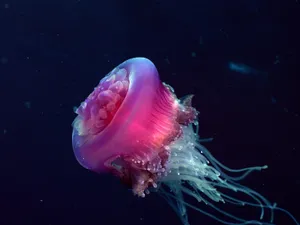 海底世界 第十辑_8