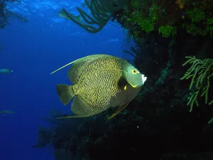 海底世界 第十辑_14