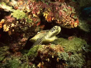海底世界 第十辑_16