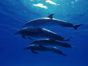 海底世界 第九辑_4