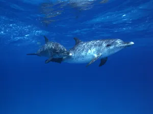 海底世界 第九辑_5