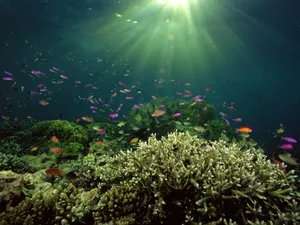 海底世界 第九辑_11