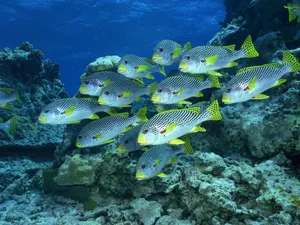 海底世界 第九辑_13