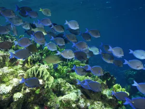 海底世界 第九辑_16