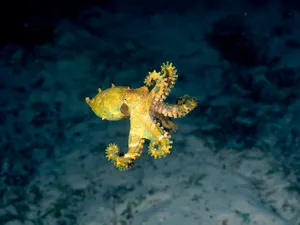 海底世界 第七辑_10