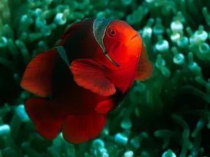 海底世界 第七辑_14