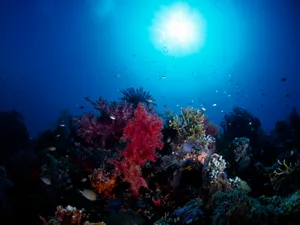 海底世界 第七辑_15